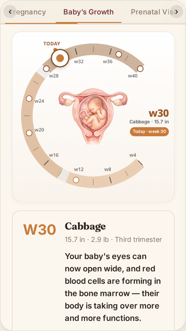 Pregnancy growth wheel highlighting the current week with a short development note.